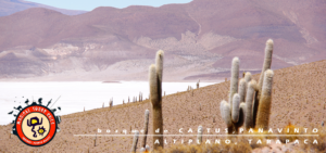 cactus en altiplano chileno